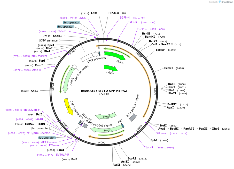 19485-plasmid-map-sequence-id-9121