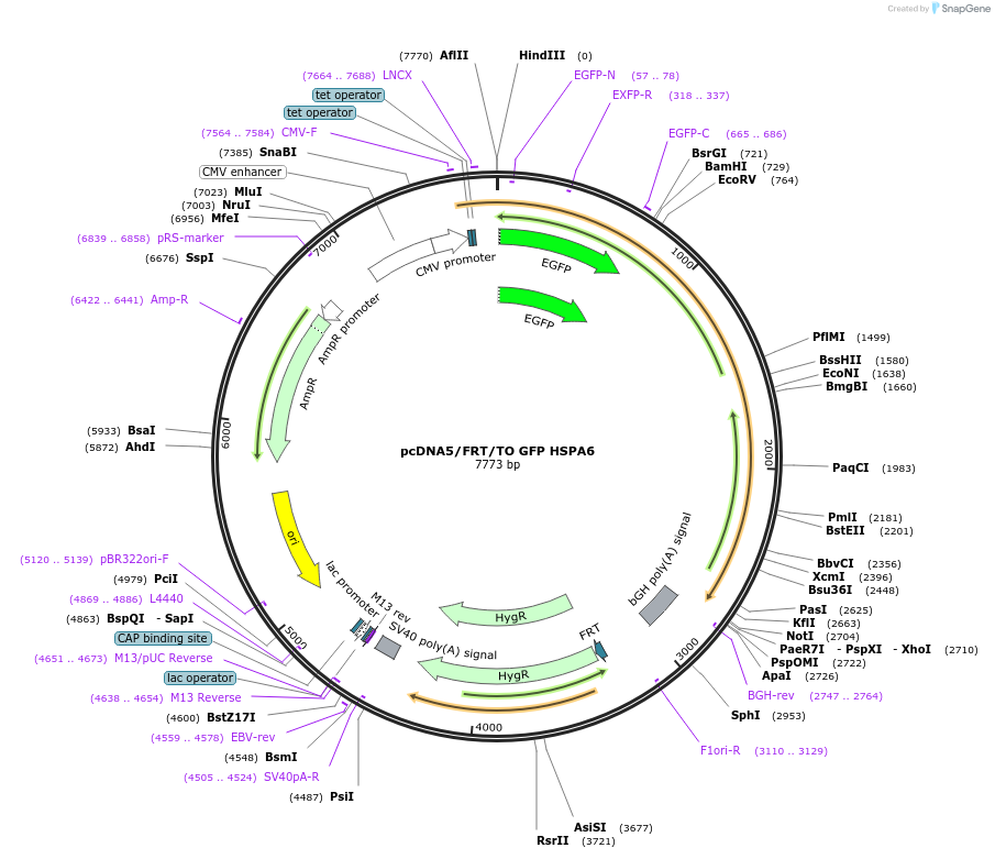 19486-plasmid-map-sequence-id-9122