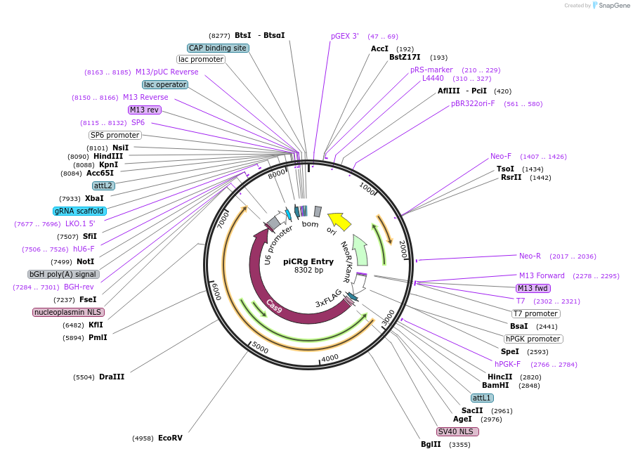 58904-plasmid-map-sequence-id-91238