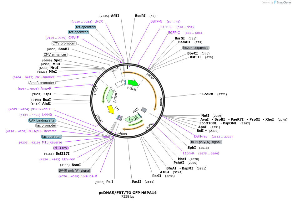 19488-plasmid-map-sequence-id-9124