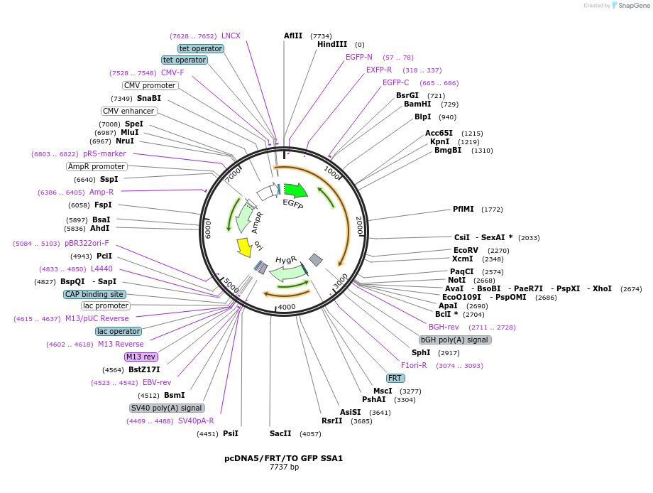 19489-plasmid-map-sequence-id-9125