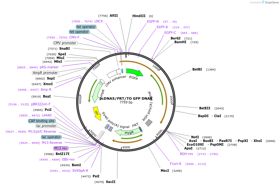 19490-plasmid-map-sequence-id-9126