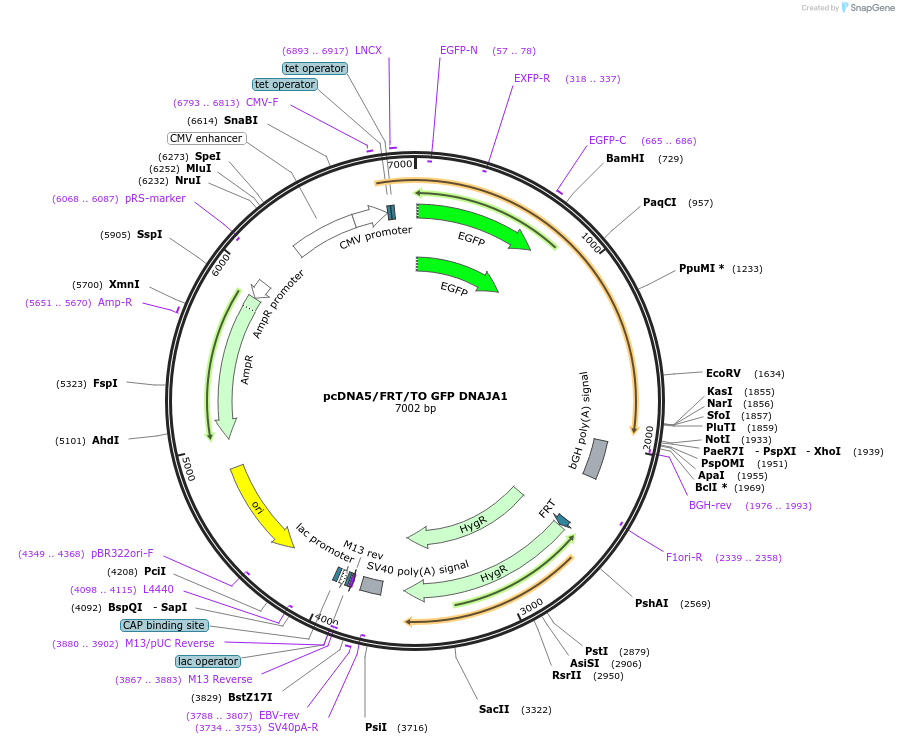 19491-plasmid-map-sequence-id-9127