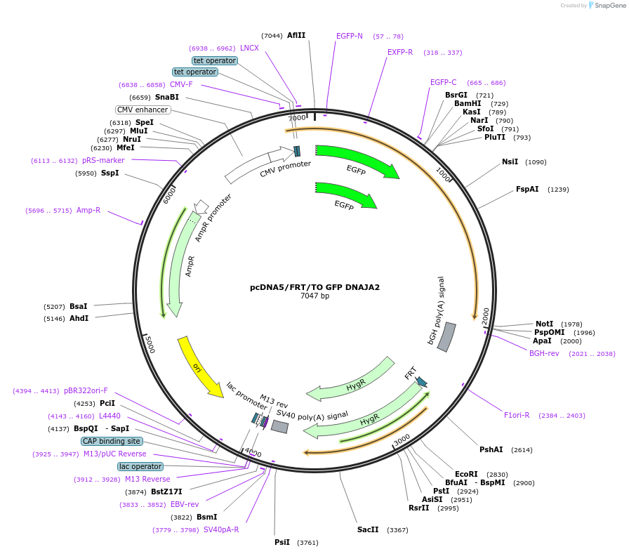 19492-plasmid-map-sequence-id-9128