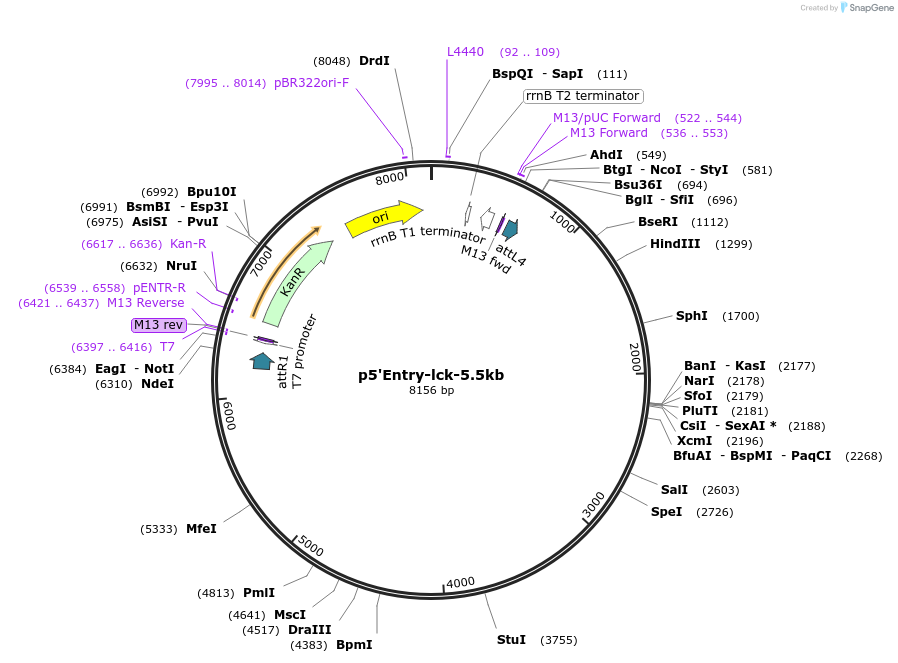 58890-plasmid-map-sequence-id-91281