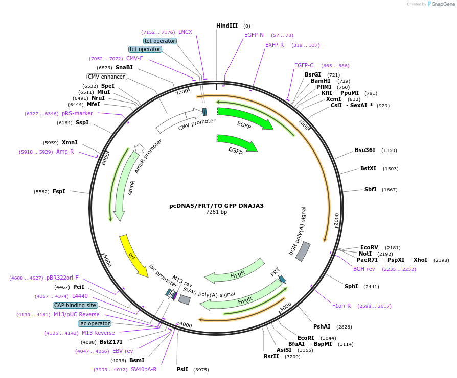 19493-plasmid-map-sequence-id-9129