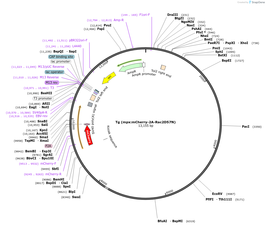 58934-plasmid-map-sequence-id-91293