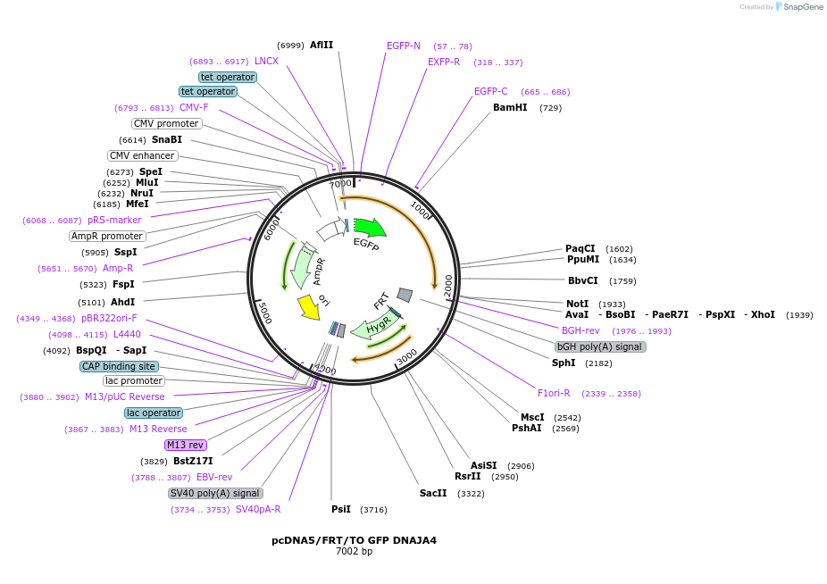 19494-plasmid-map-sequence-id-9130