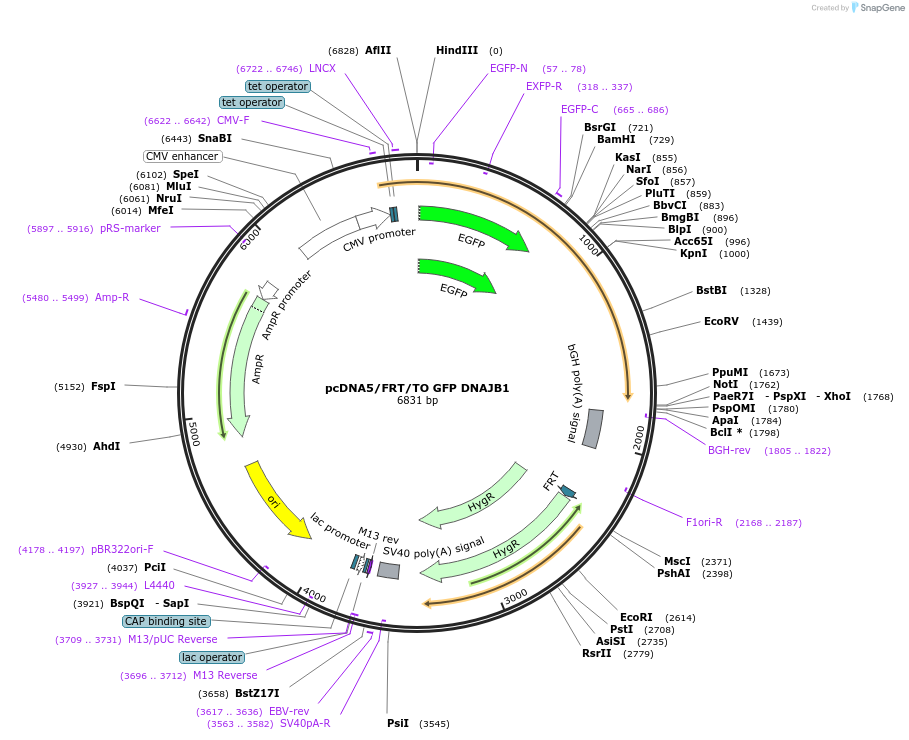 19495-plasmid-map-sequence-id-9131