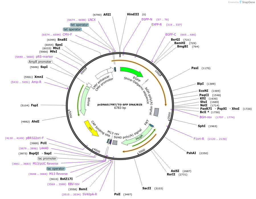 19496-plasmid-map-sequence-id-9132