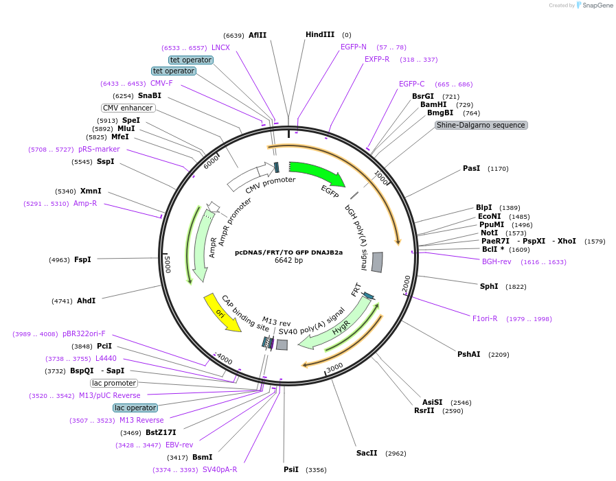 19497-plasmid-map-sequence-id-9133