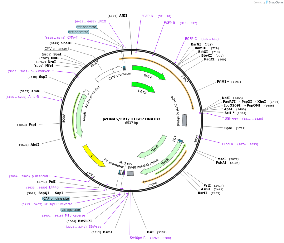 19498-plasmid-map-sequence-id-9134