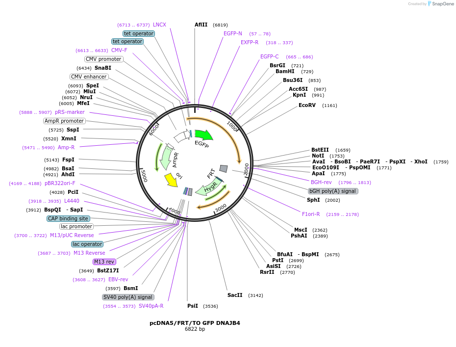 19499-plasmid-map-sequence-id-9135