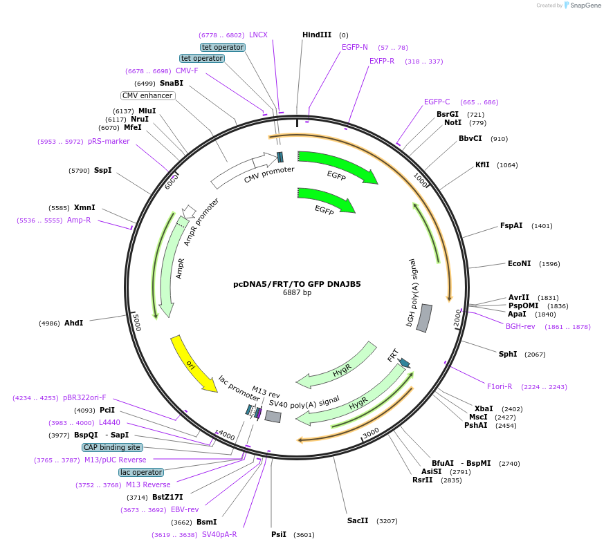 19500-plasmid-map-sequence-id-9136