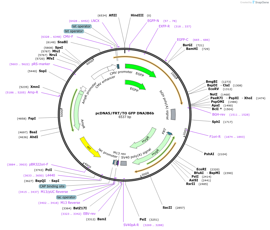 19501-plasmid-map-sequence-id-9137