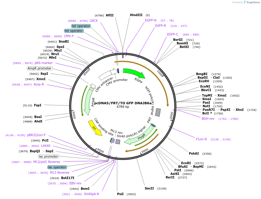 19502-plasmid-map-sequence-id-9138