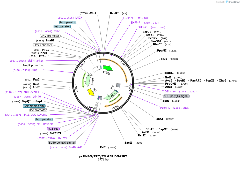 19503-plasmid-map-sequence-id-9139