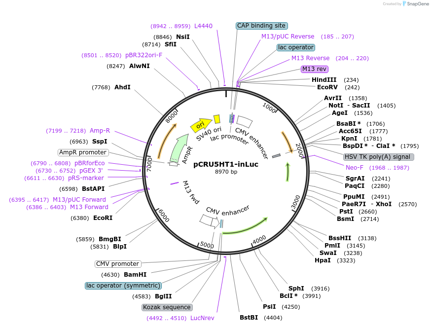 58954-plasmid-map-sequence-id-91399