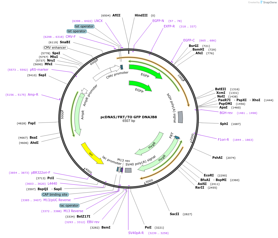 19504-plasmid-map-sequence-id-9140