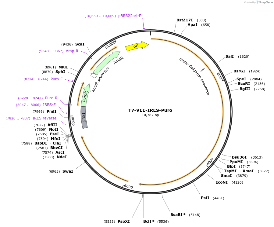 58970-plasmid-map-sequence-id-91400