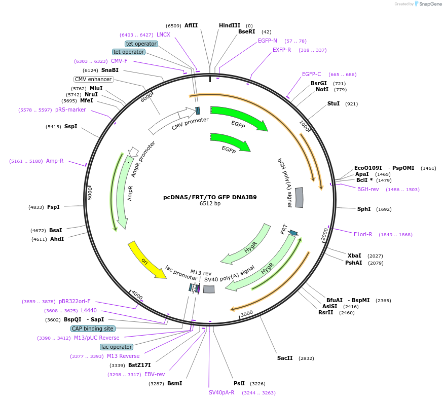 19505-plasmid-map-sequence-id-9141