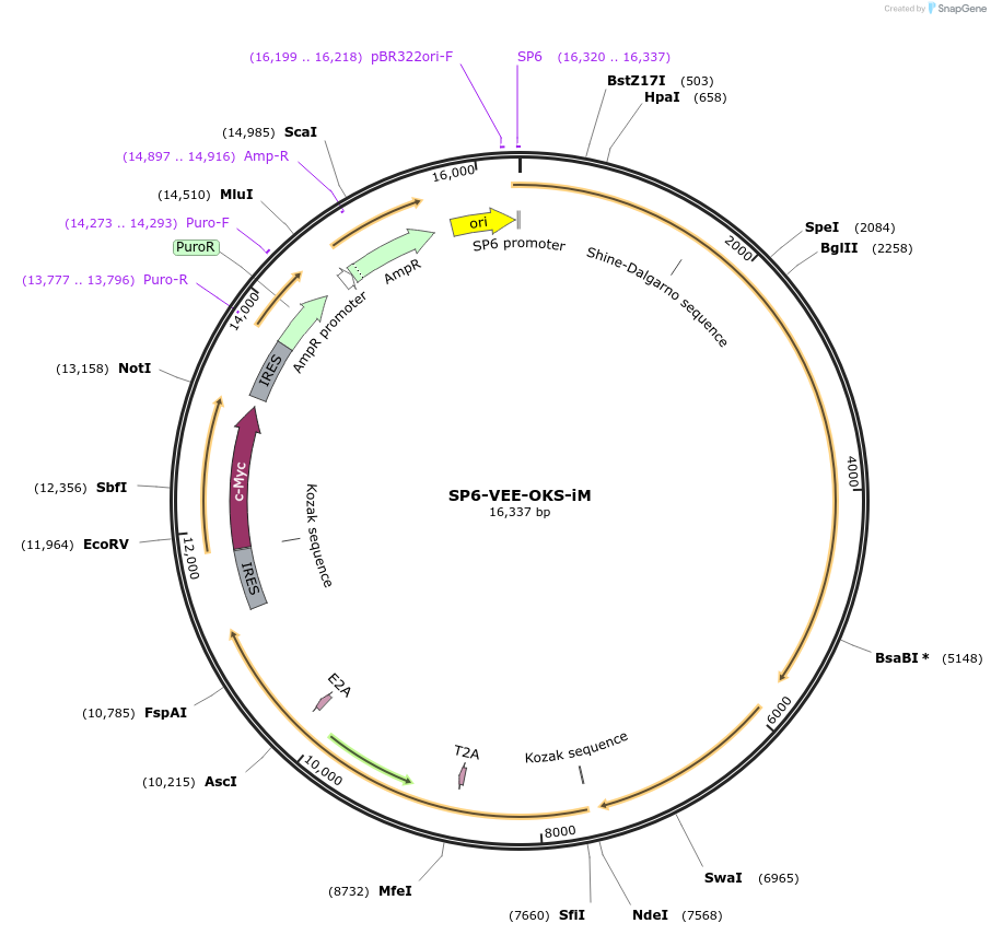 58973-plasmid-map-sequence-id-91416