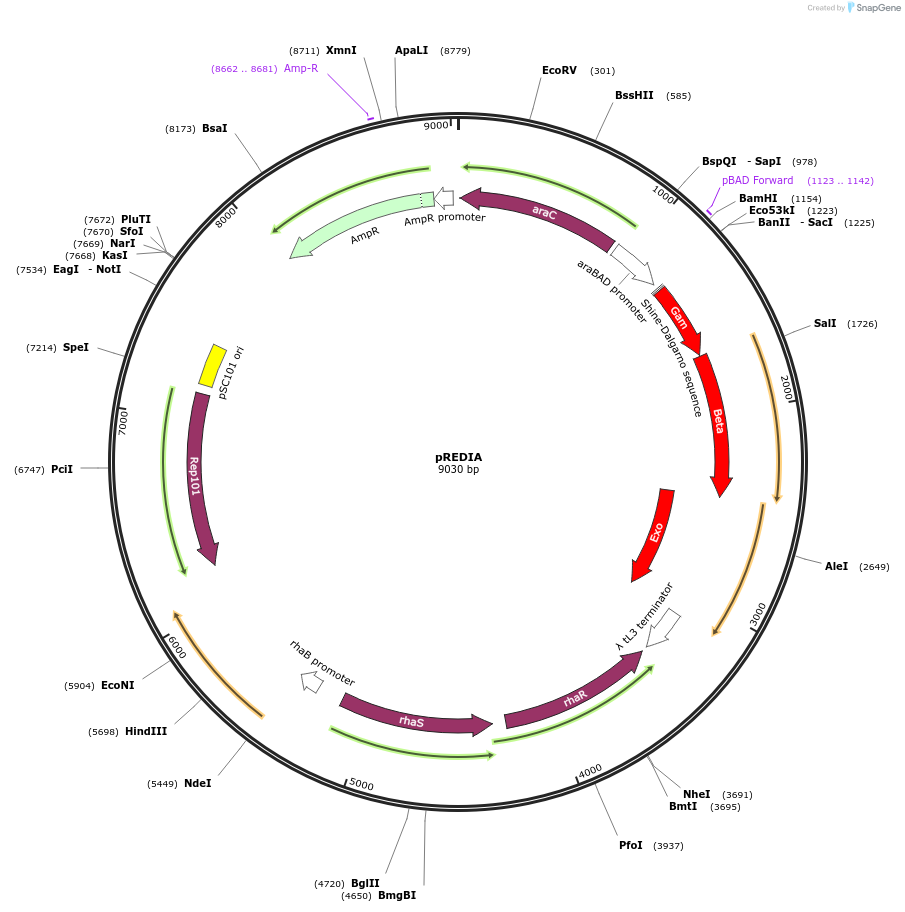 51625-plasmid-map-sequence-id-91429