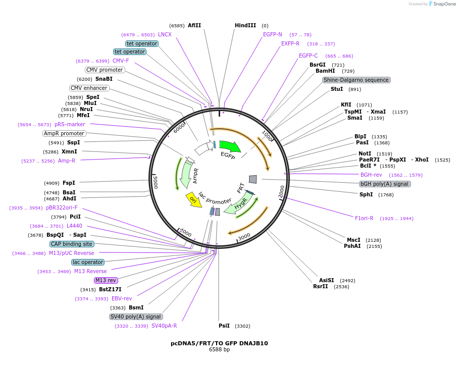 19507-plasmid-map-sequence-id-9143