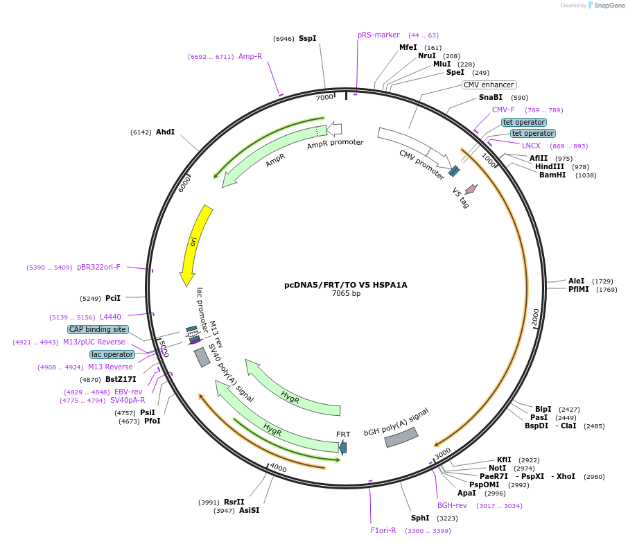 19510-plasmid-map-sequence-id-9146