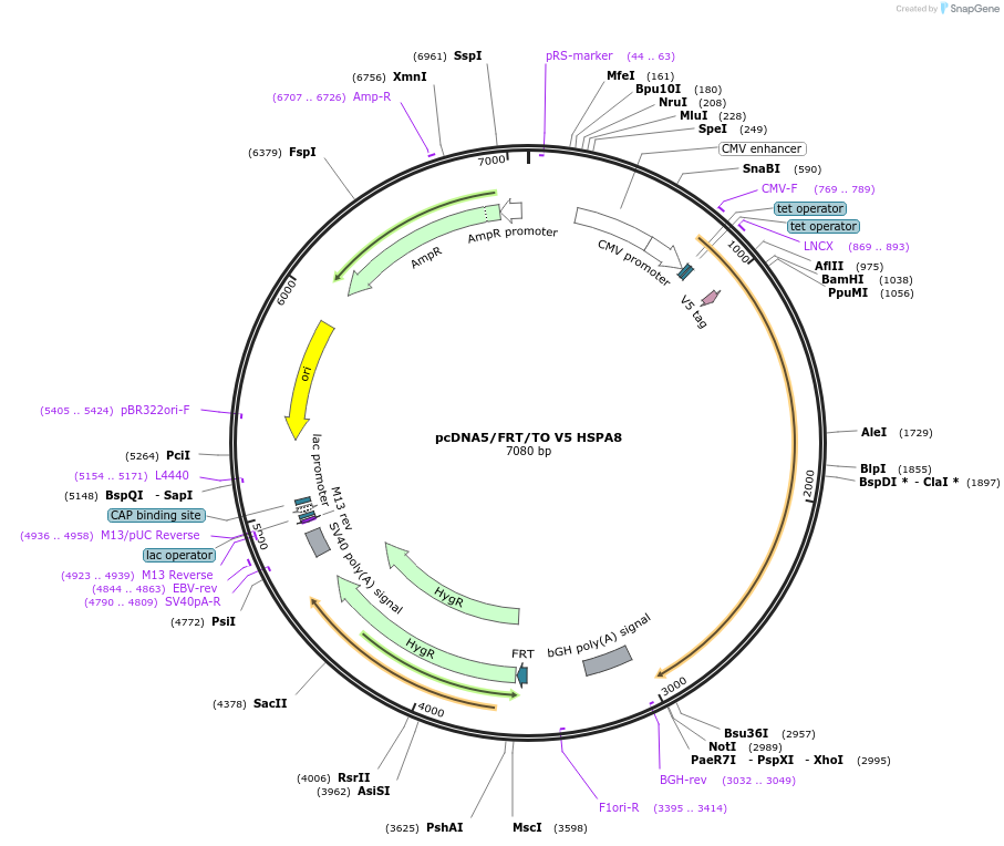 19514-plasmid-map-sequence-id-9150