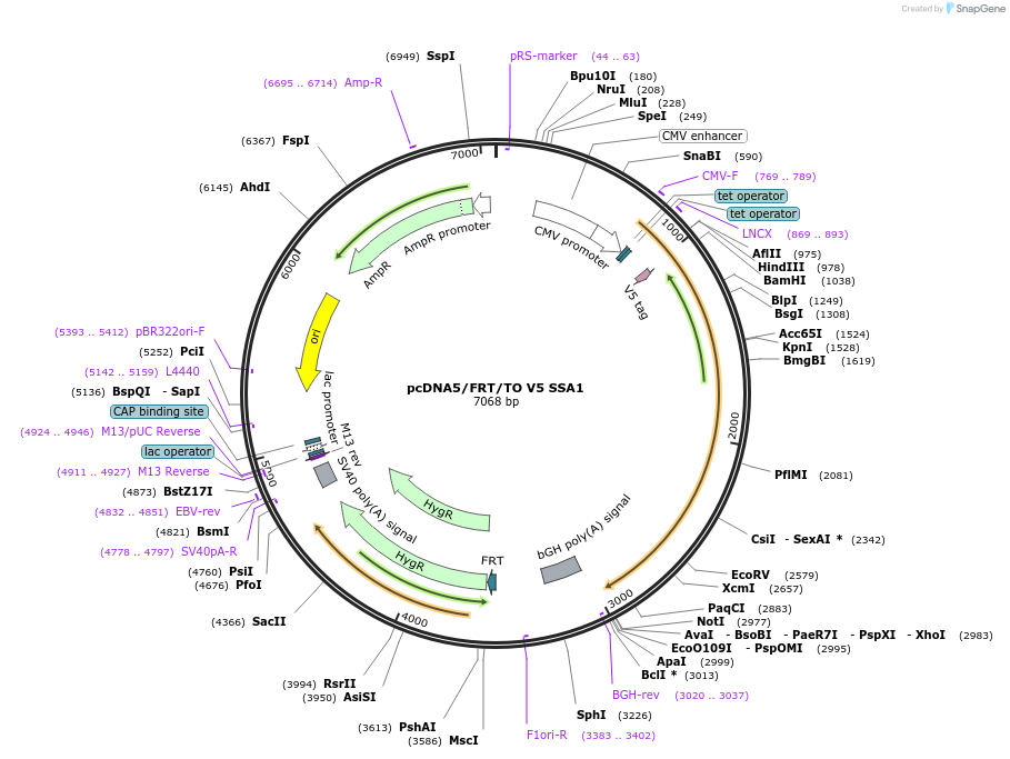 19516-plasmid-map-sequence-id-9152