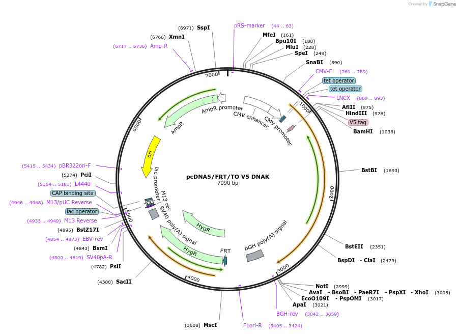 19517-plasmid-map-sequence-id-9153