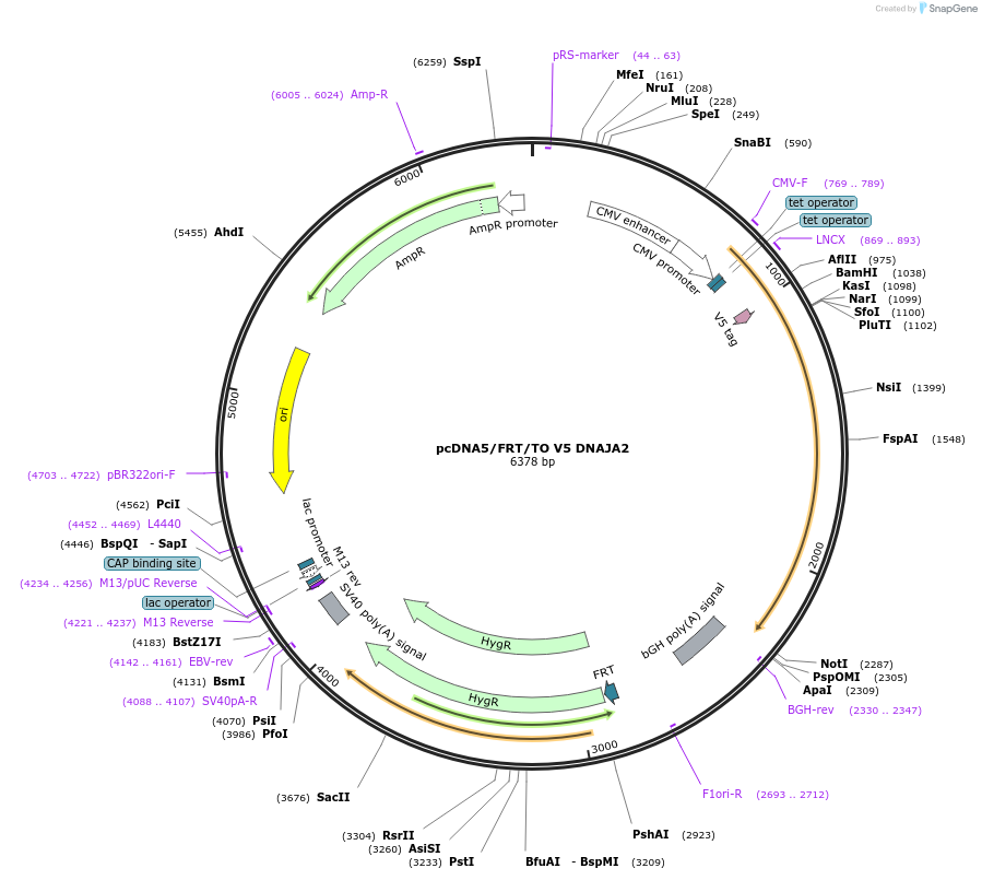 19519-plasmid-map-sequence-id-9155