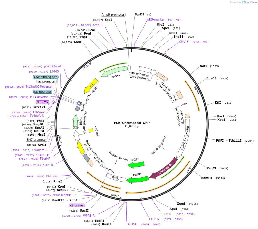 59049-plasmid-map-sequence-id-91558