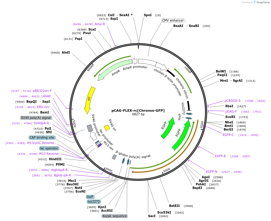 59056-plasmid-map-sequence-id-91563