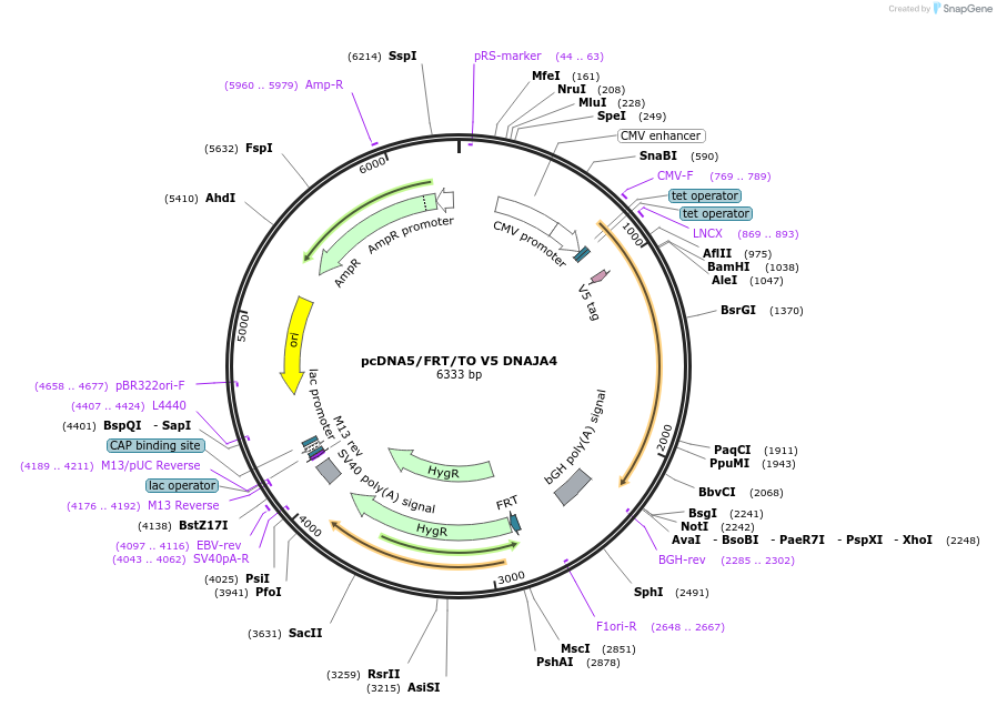 19521-plasmid-map-sequence-id-9157