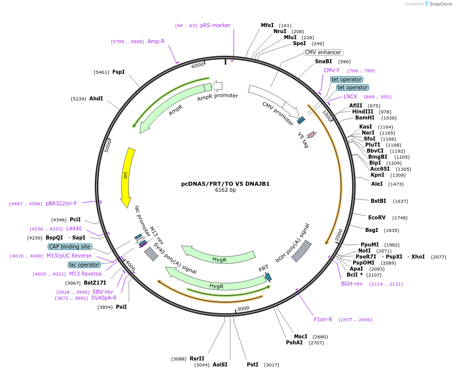 19522-plasmid-map-sequence-id-9158