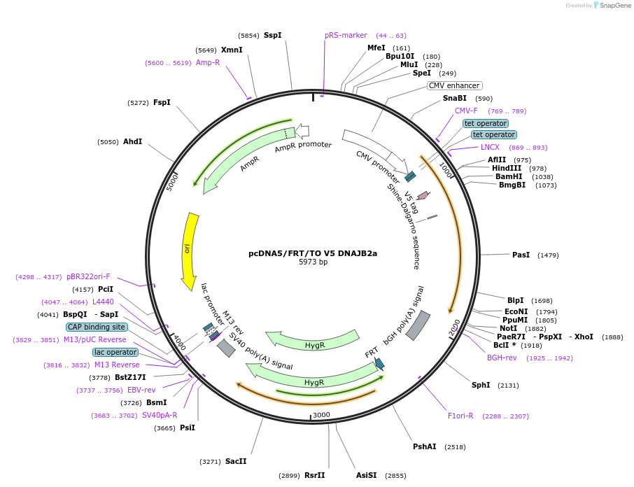 19523-plasmid-map-sequence-id-9159