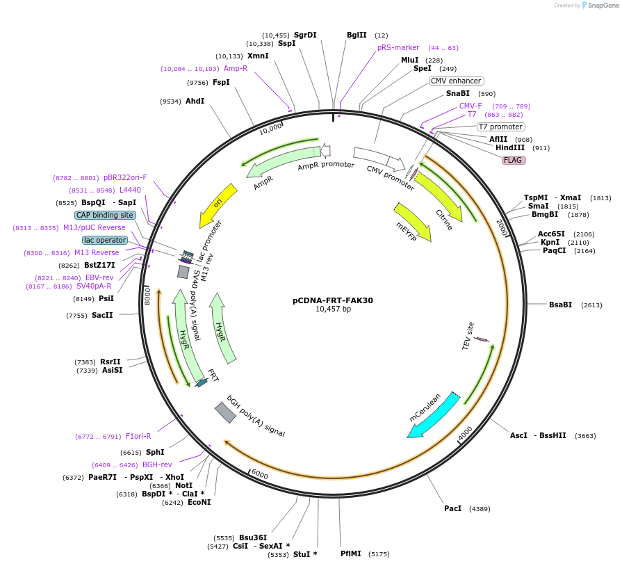 59121-plasmid-map-sequence-id-91609