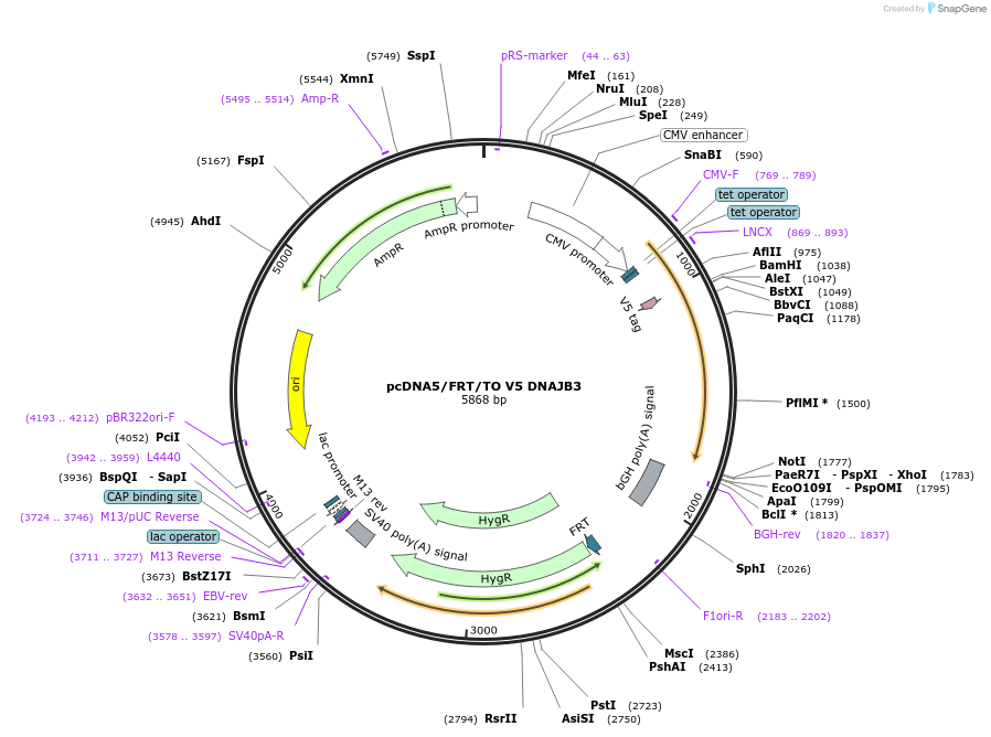 19525-plasmid-map-sequence-id-9161