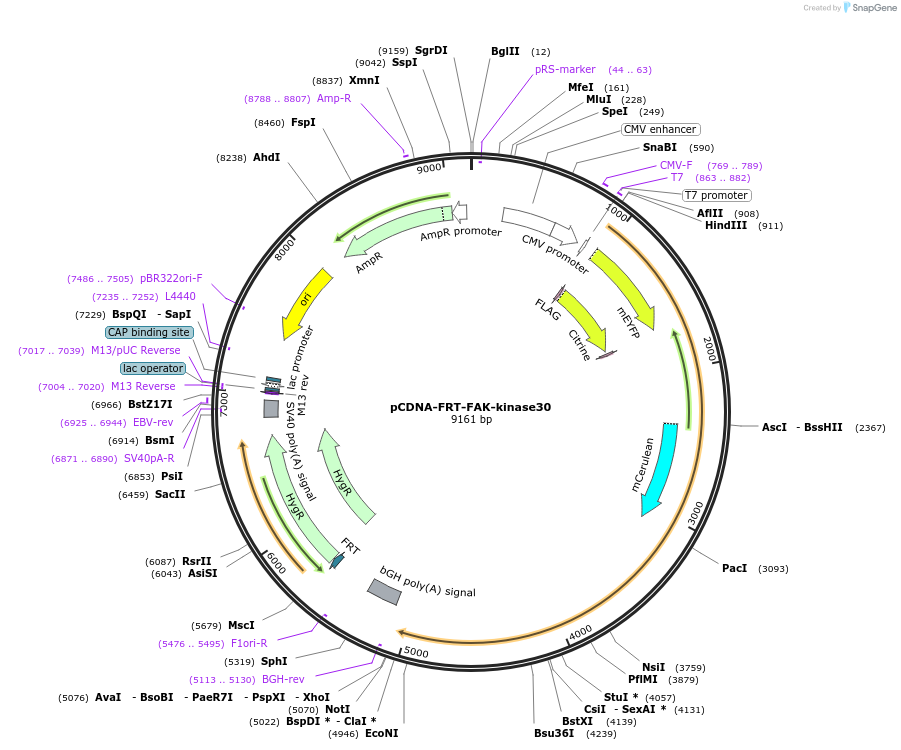 59124-plasmid-map-sequence-id-91613
