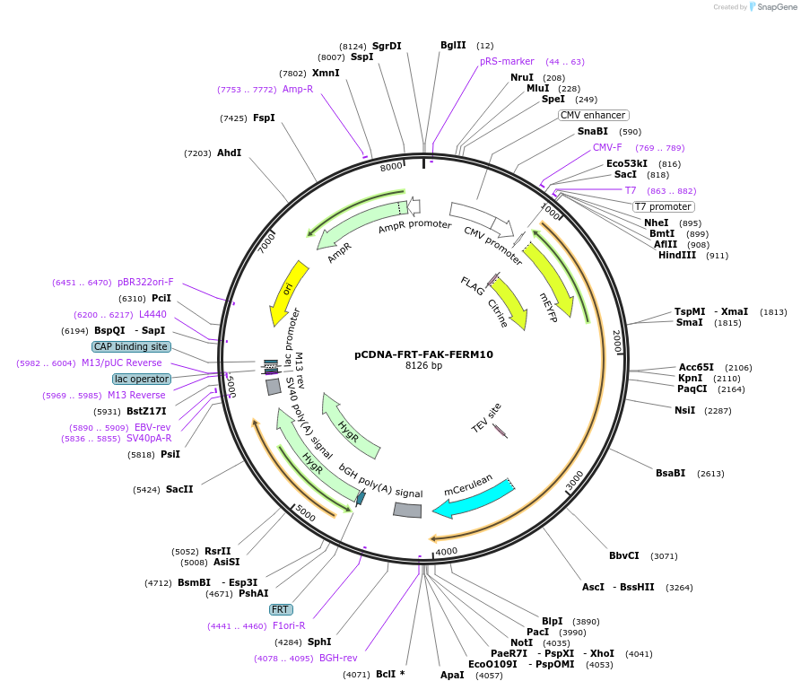 59126-plasmid-map-sequence-id-91616