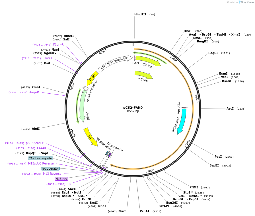 59128-plasmid-map-sequence-id-91618