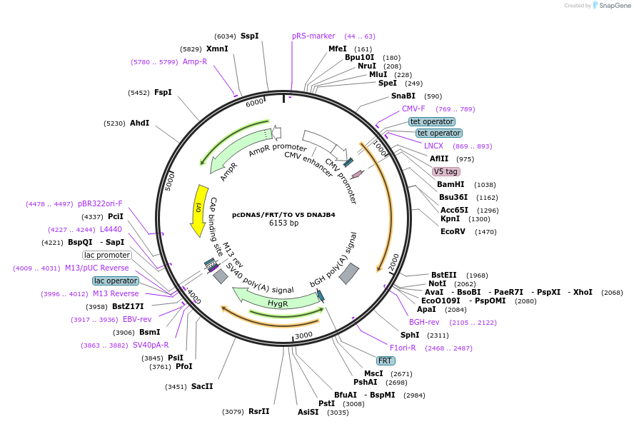 19526-plasmid-map-sequence-id-9162
