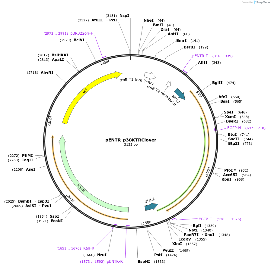59142-plasmid-map-sequence-id-91624