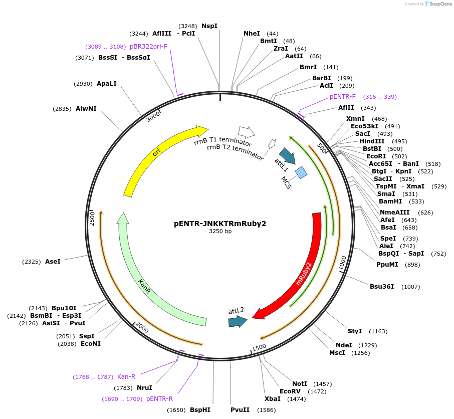 59148-plasmid-map-sequence-id-91626