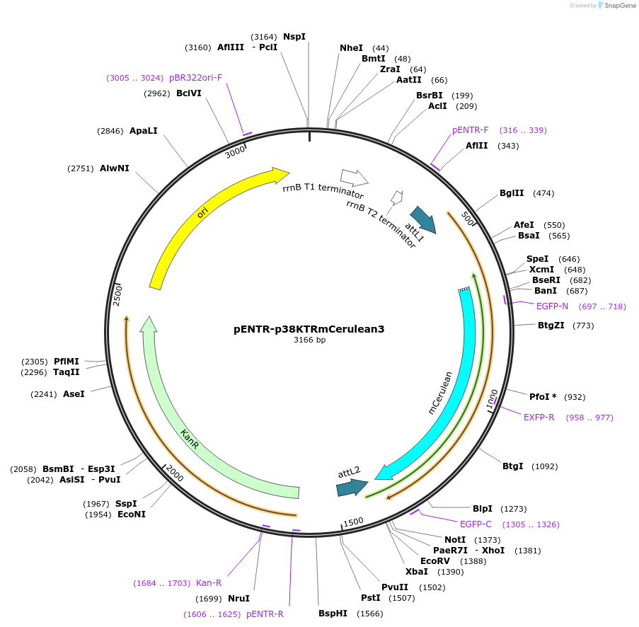 59149-plasmid-map-sequence-id-91627
