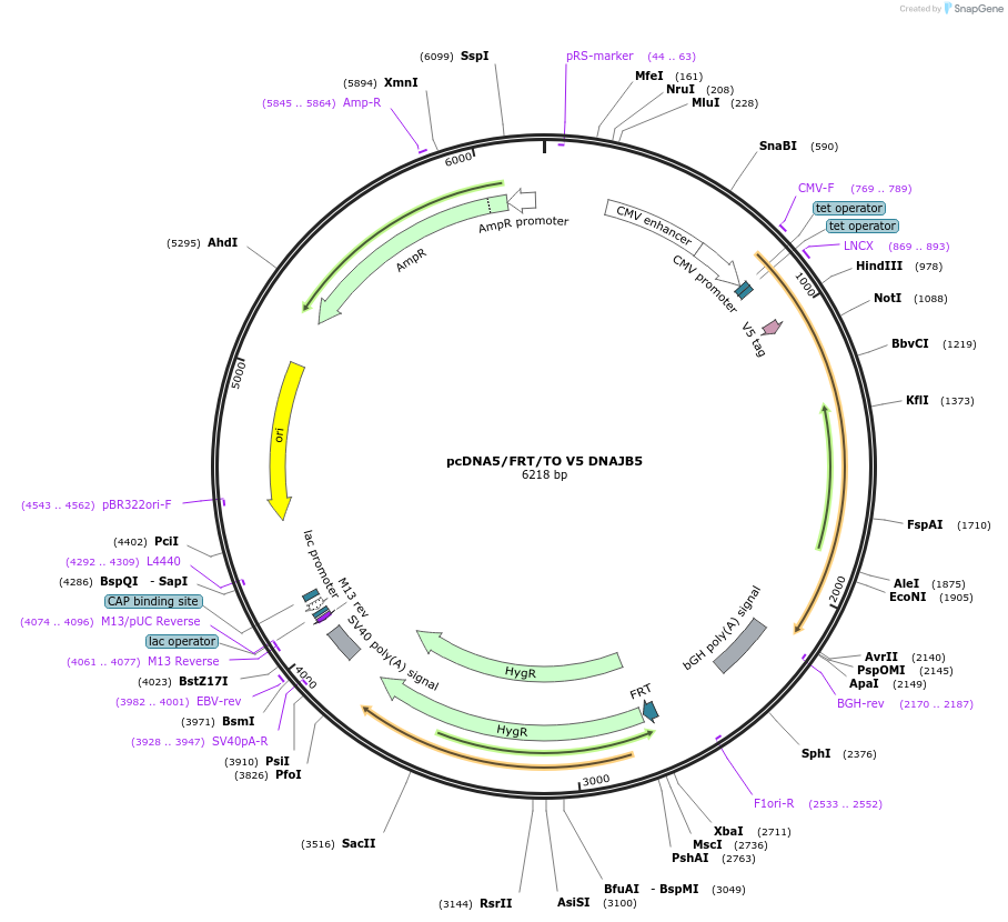 19527-plasmid-map-sequence-id-9163
