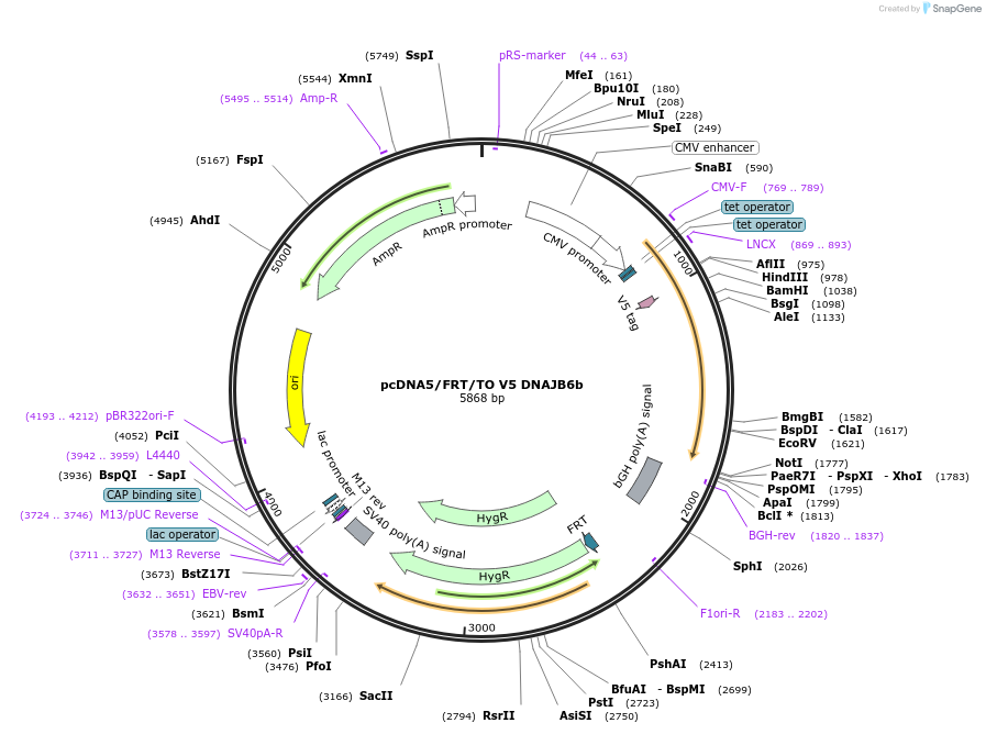19528-plasmid-map-sequence-id-9164