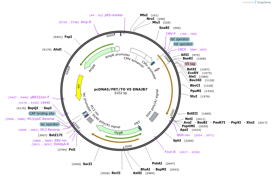 19530-plasmid-map-sequence-id-9166